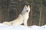 SIBERIAN HUSKY 178